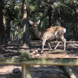 口コミのアイコン