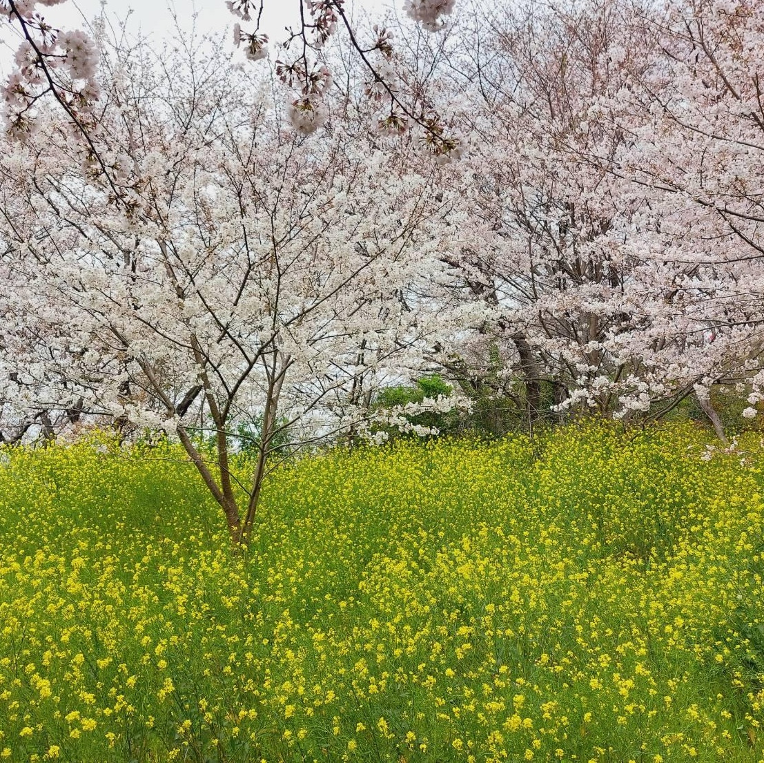 ゆうしのアイコン