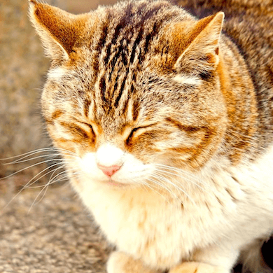 アイコン